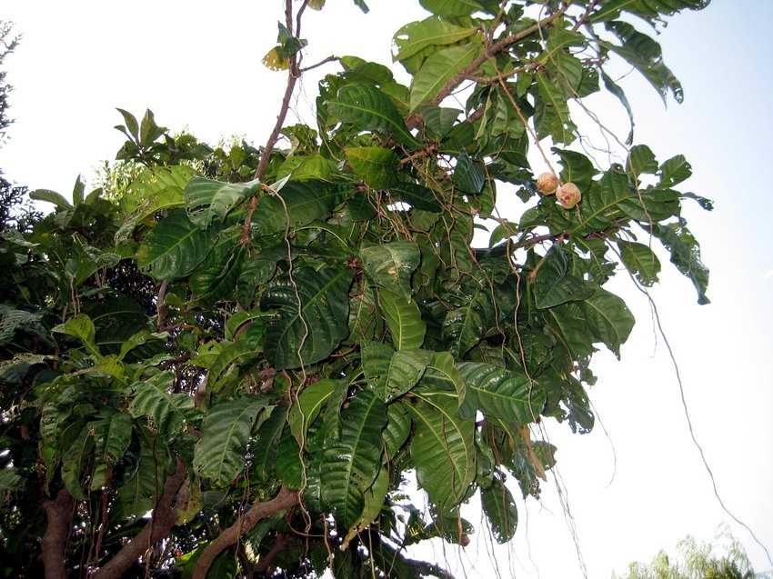 Barringtonia racemosa 穗花棋盤腳樹
