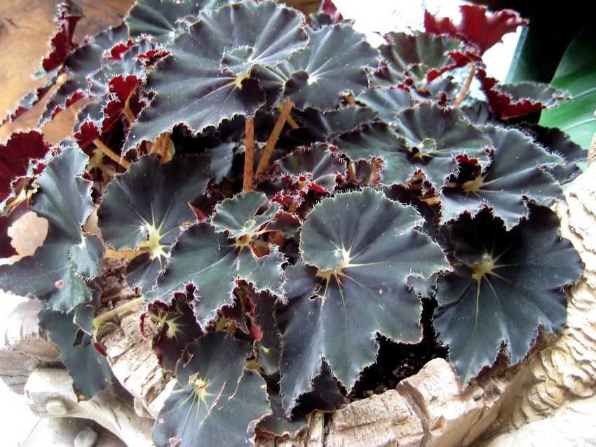 Begonia 'Black Velvet' 黑天鵝秋海棠
