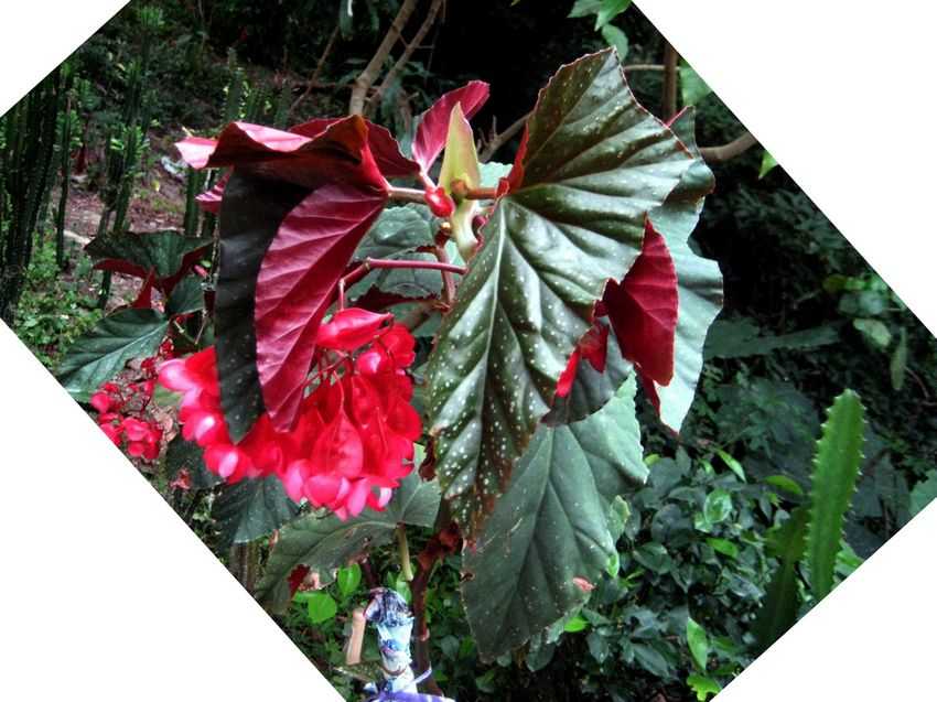 Begonia maculata 竹節秋海棠
