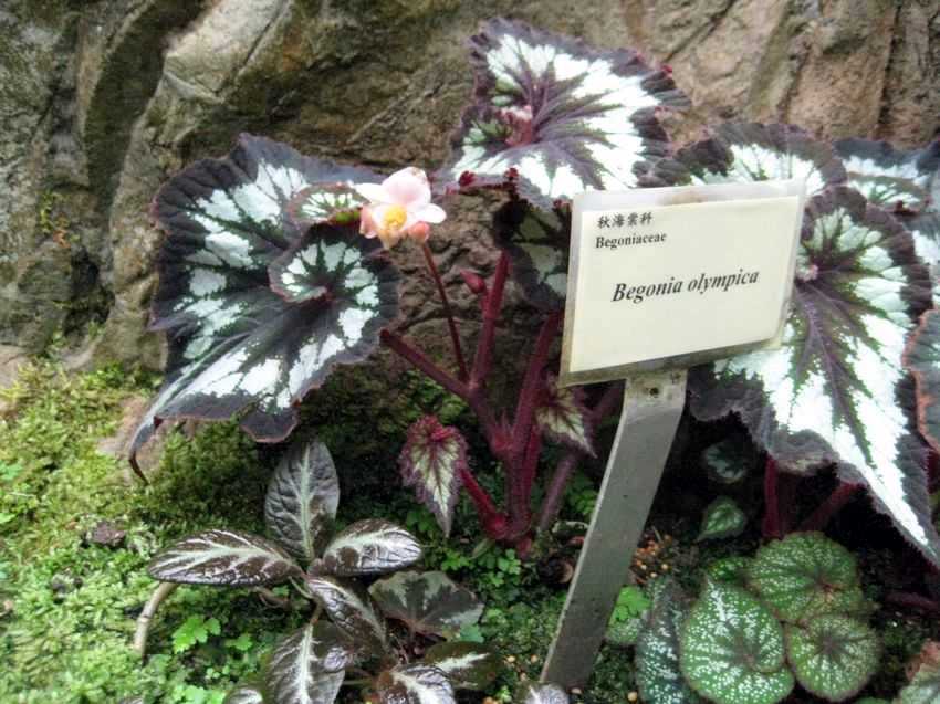 Begonia olympica B