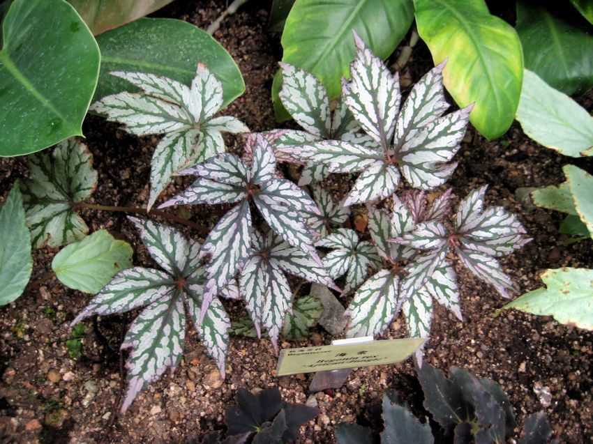Begonia rex 斑葉秋海棠