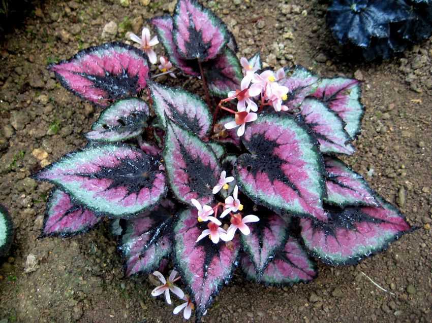 Begonia rex 'Lucky Colours' 好彩葉秋海棠