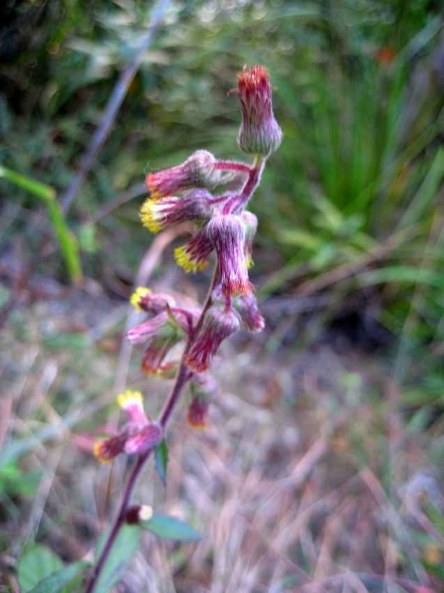Blumea hieracifolia 毛氈草 菊科