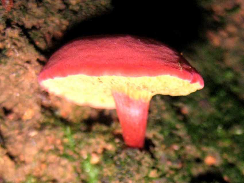 Boletellus obscurecoccineus 深紅條孢牛肝菌