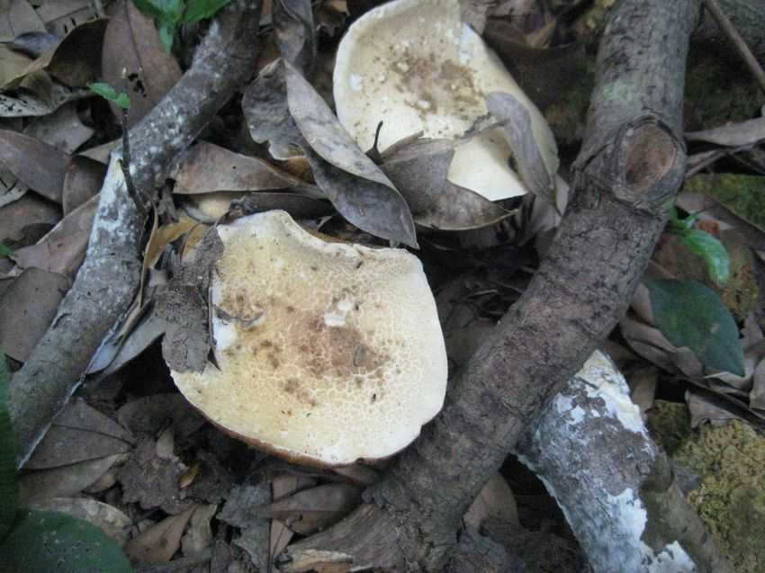 Boletus sp. 污白牛肝菌