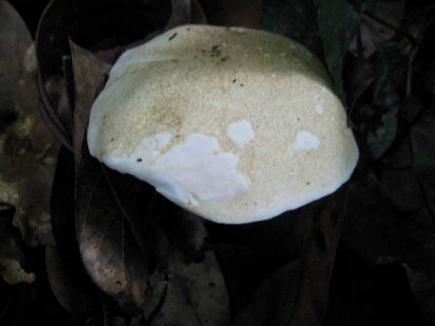 Boletus sp. 污白牛肝菌