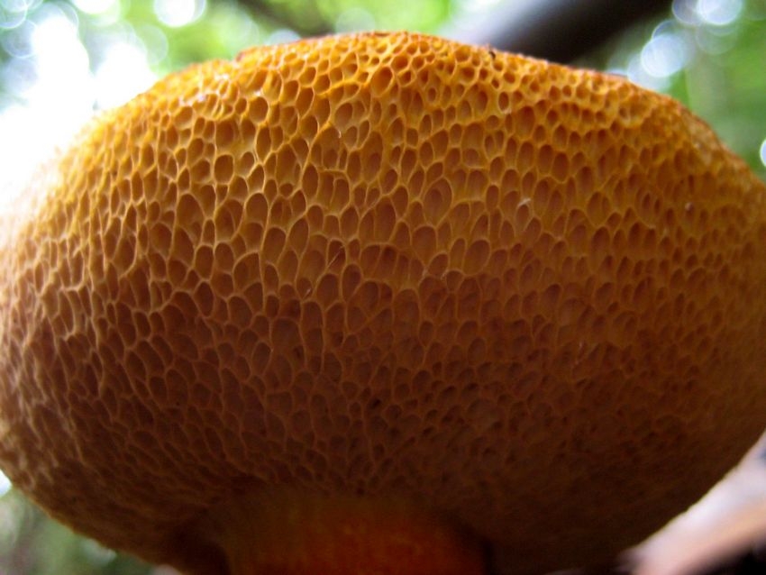Boletus (Orange) 橙色牛肝菌
