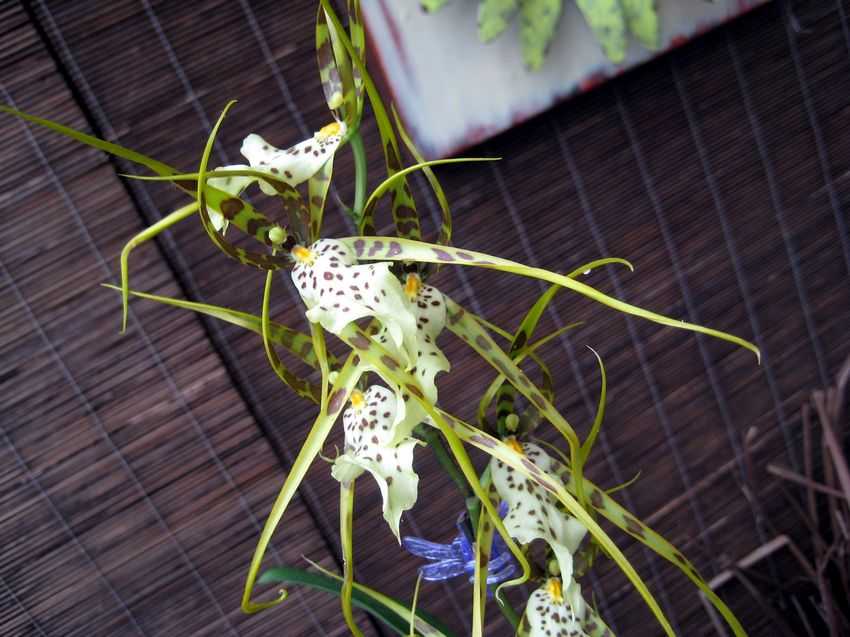 Brassia verrucosa 蜘蛛蘭