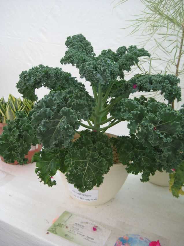 Brassica oleracea v acephala (Curled Scotish) 捲葉甘藍