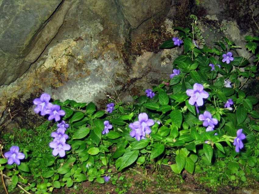 Browallia speciosa 美麗紫水晶