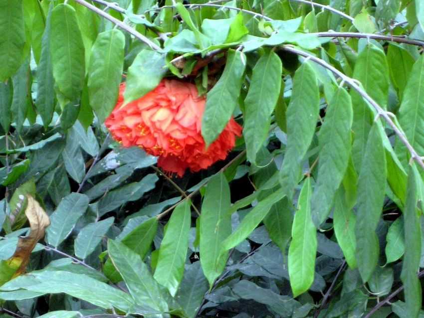 Brownea grandiceps 繡球樹