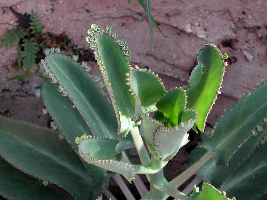 Bryophyllum daigremontianum dlaͮ