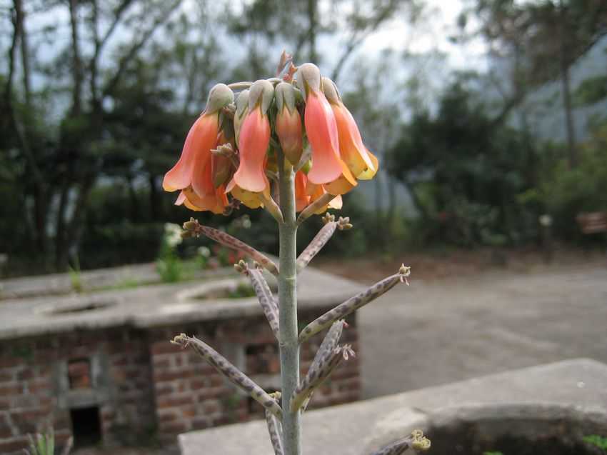 Bryophyllum tubiflora vQ