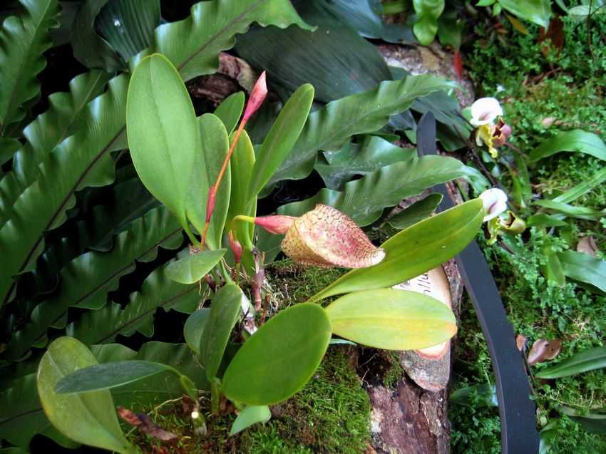 Bulbophyllum arfakianum 正蟬