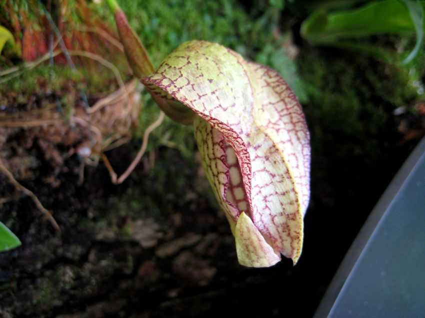 Bulbophyllum arfakianum 正蟬