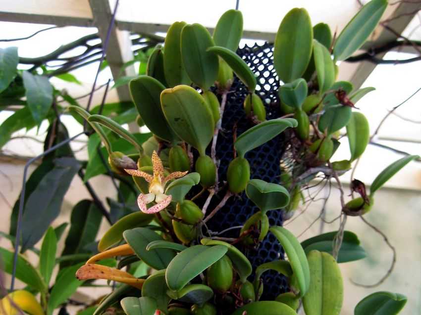 Bulbophyllum lasiochilum 貓面豆蘭