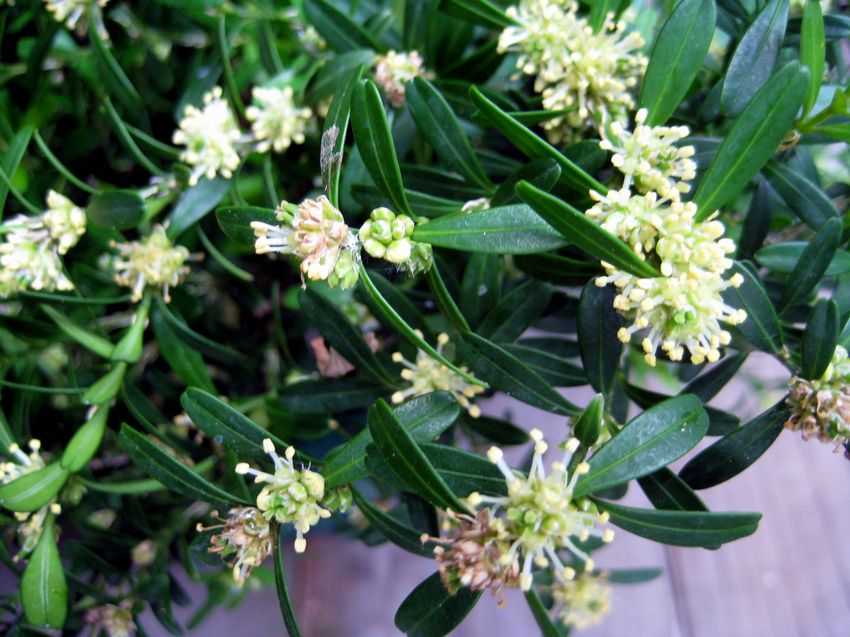 Buxus harlandii 匙葉黃楊