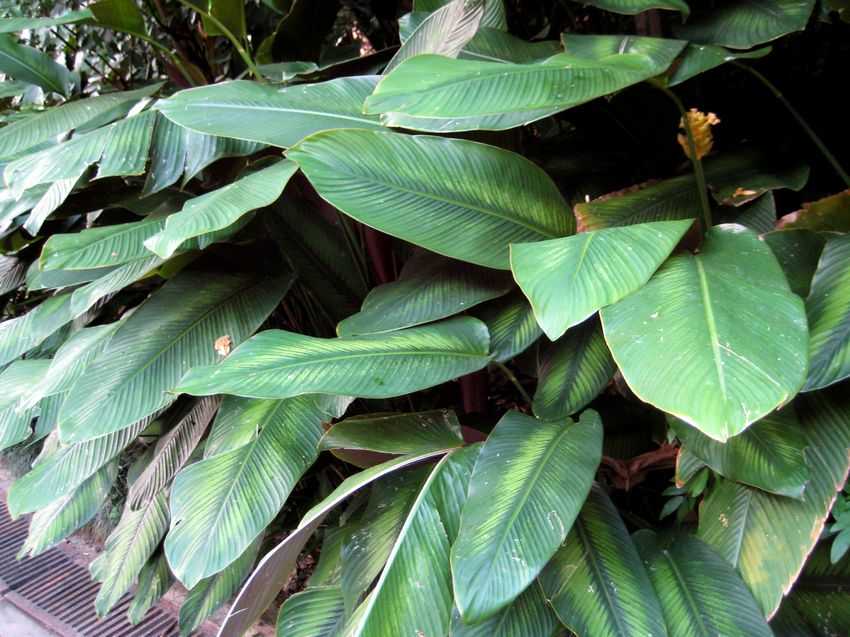 Calathea majestica albolineata 線紋大竹芋