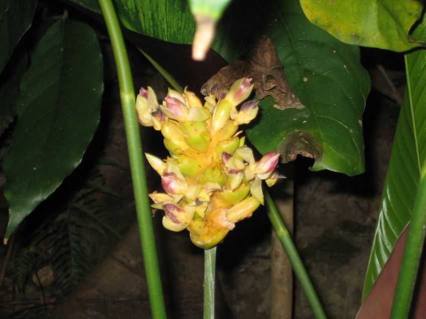 Calathea majestica albolineata 線紋大竹芋