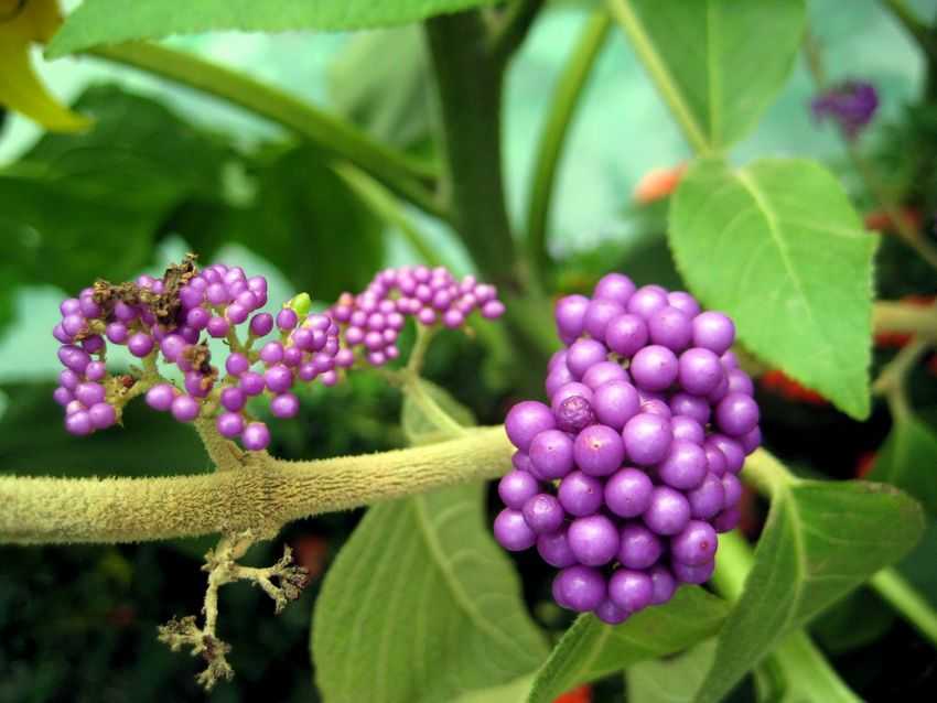 Callicarpa japonica 日本紫珠