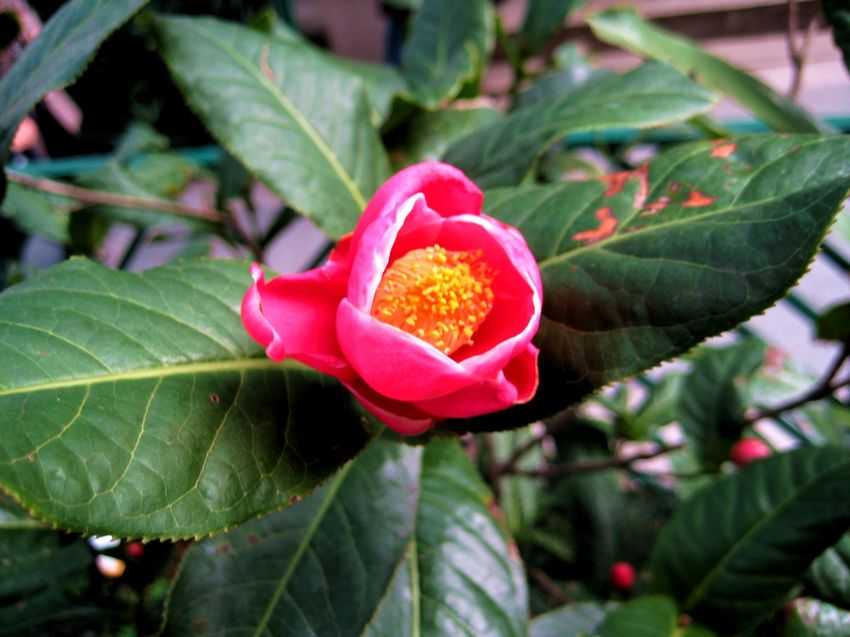 Camellia amplexicaulis 四季海棠茶=越南抱莖茶