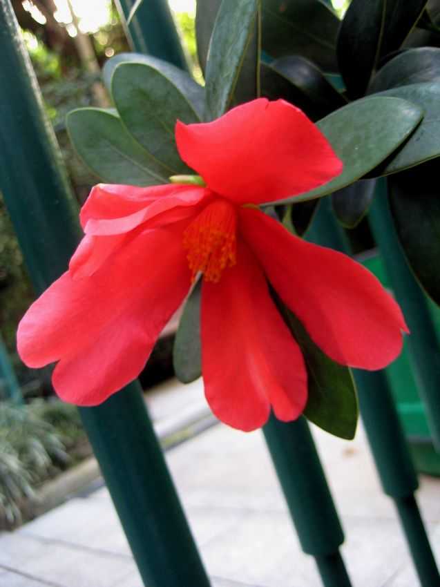 Camellia azalea 牡鵑紅山茶