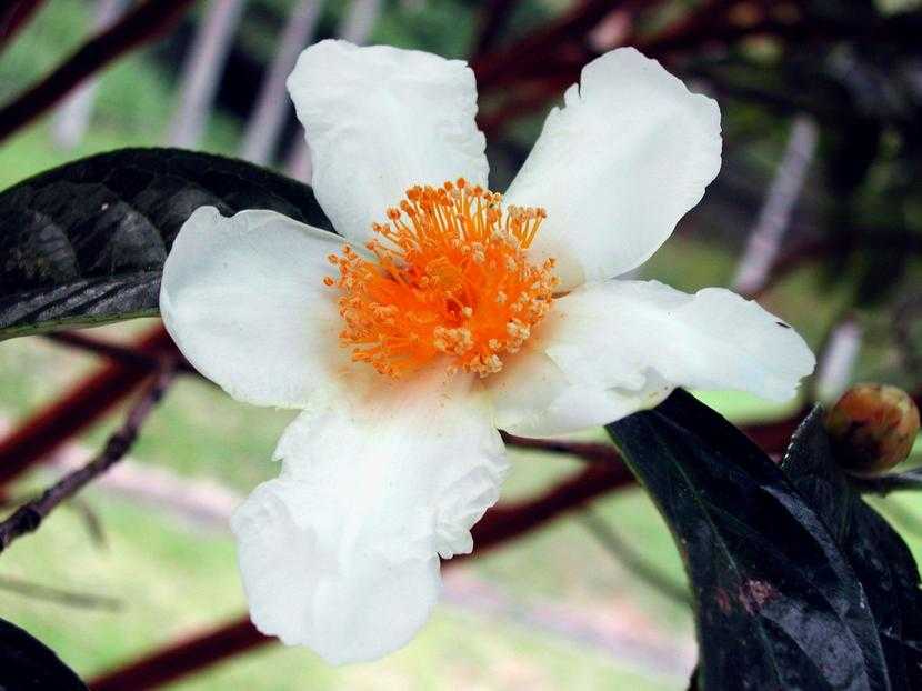 Camellia crapnelliana J