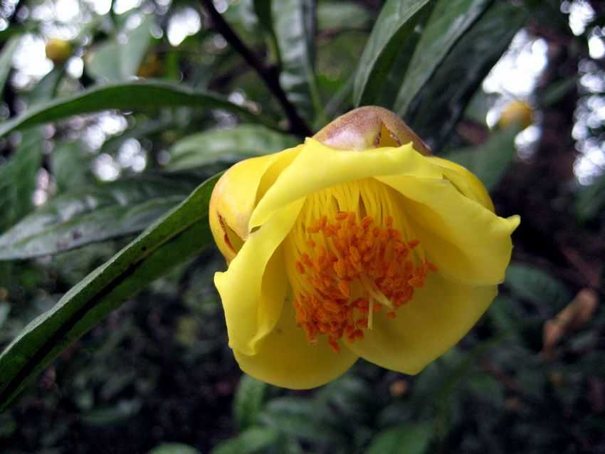 Camellia euphlebia 顯脈金花茶