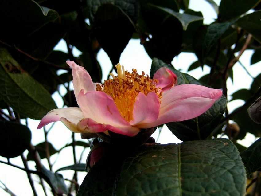 Camellia granthamiana 葛量洪茶