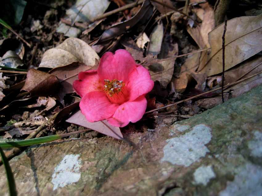 Camellia hongkongensis (wild) 香港茶(野生)