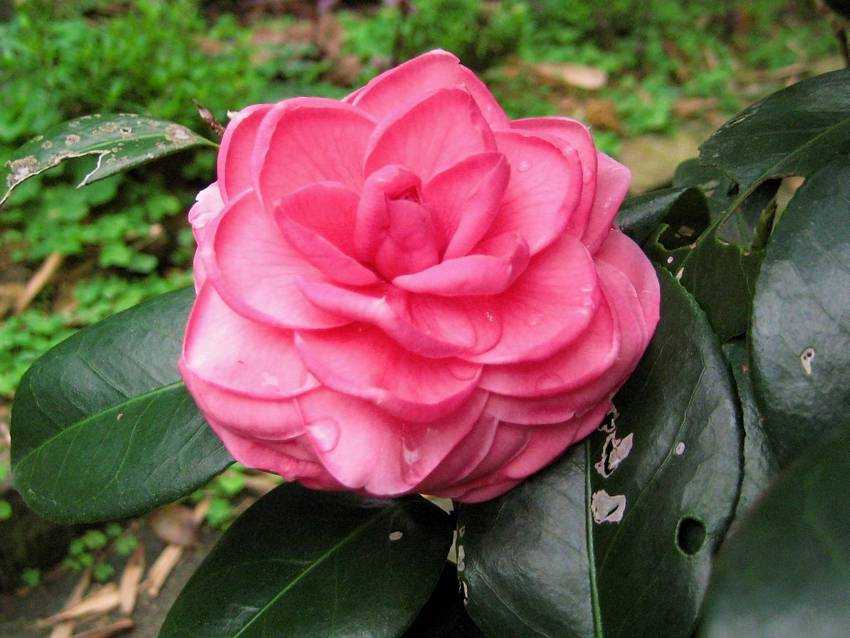 Camellia japonica s