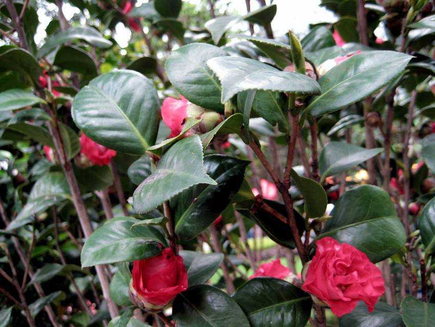Camellia japonica 'Canton Pink' p