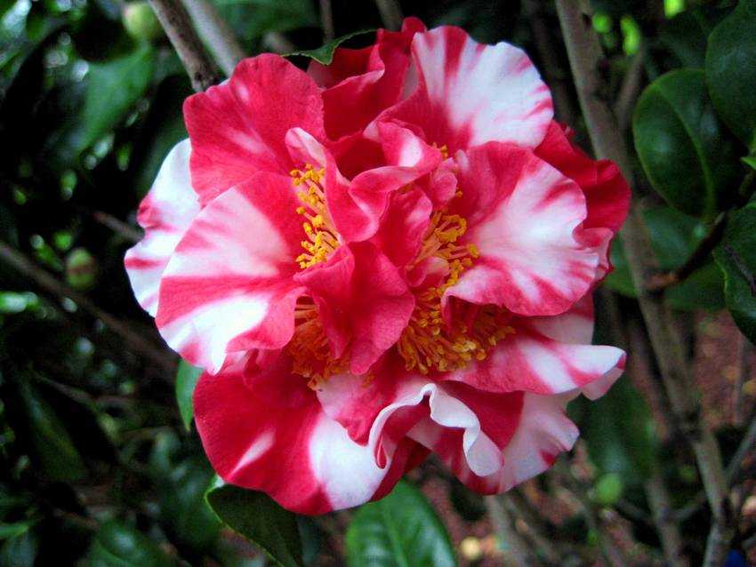 Camellia japonica 'Gigantea' jm