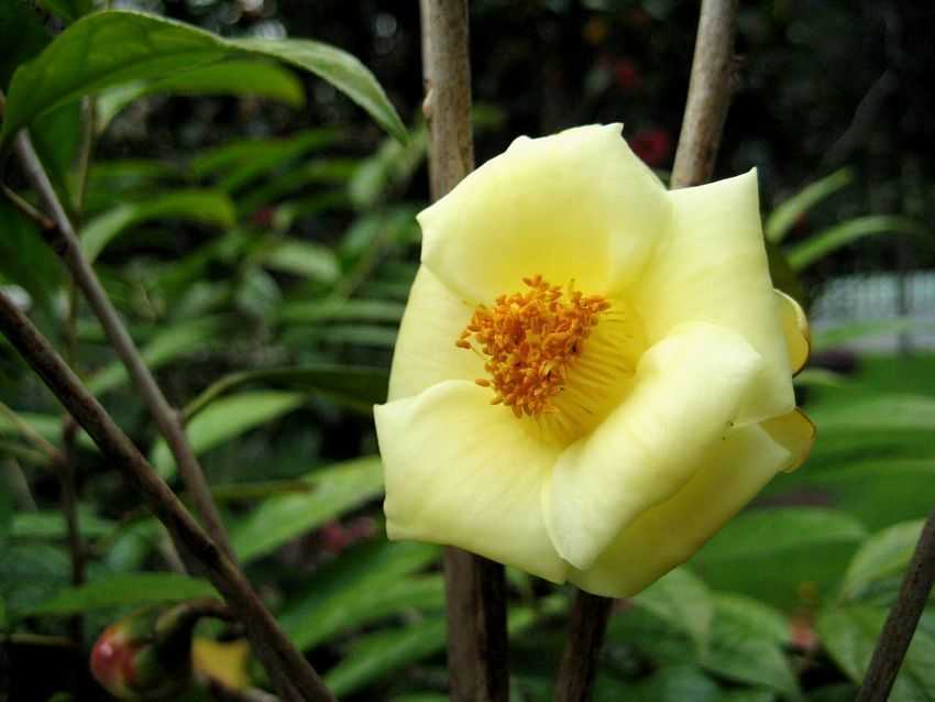 Camellia petelotti Hutuyama 十萬大山金花茶