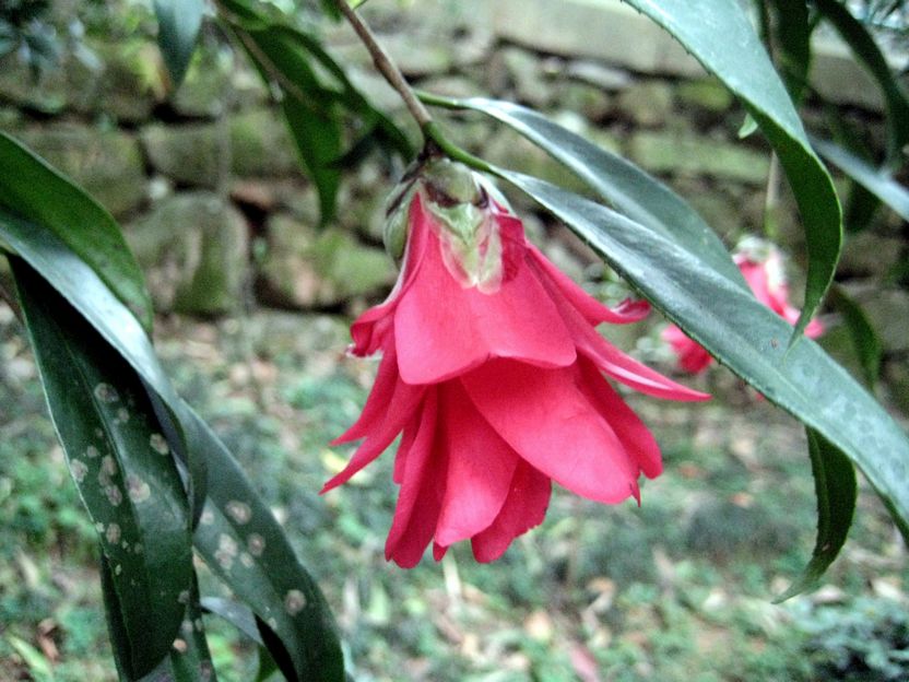 Camellia reticulata(narrow leaved) 狹葉滇山茶