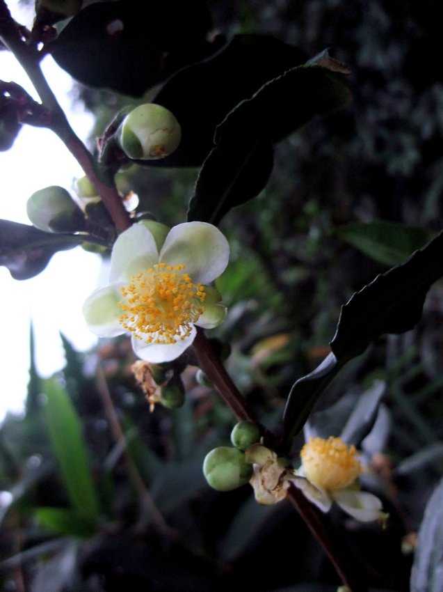 Camellia sinensis 中國茶