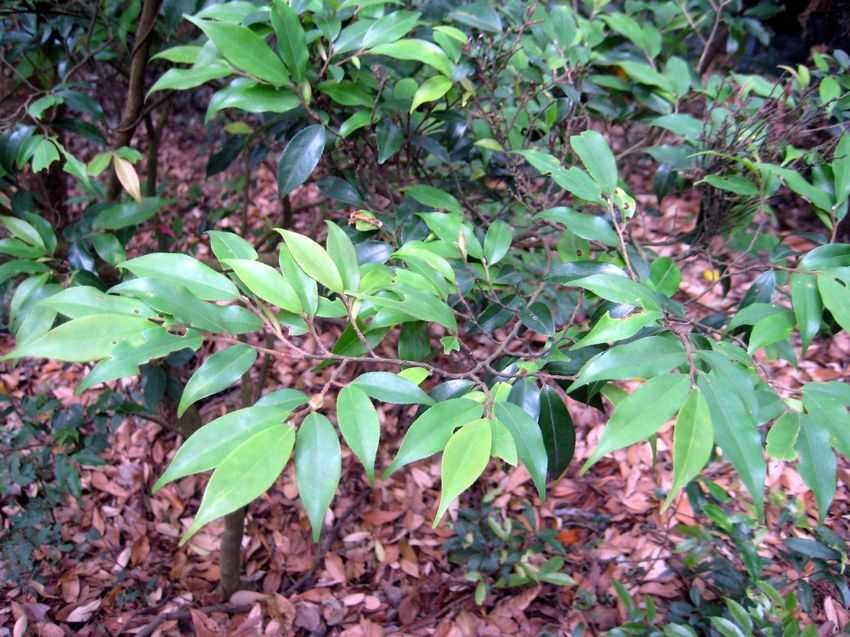 Camellia villicarpa(?) 小果毛蕊茶(?)