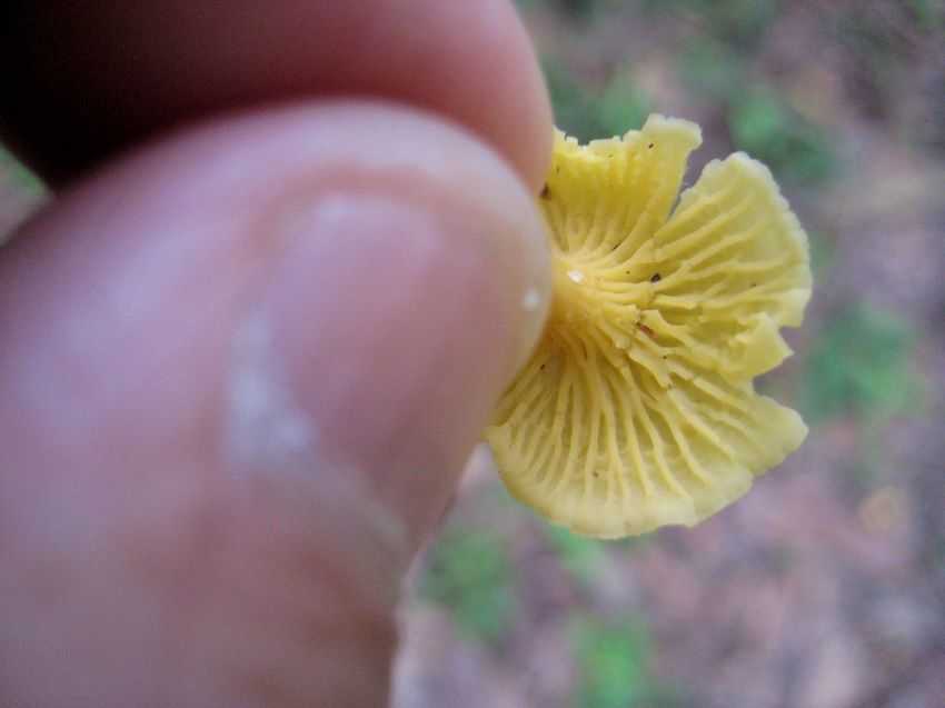 Cantharellus minor 小雞油菌
