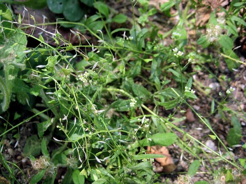 Capsella bursa-pastoris 薺菜