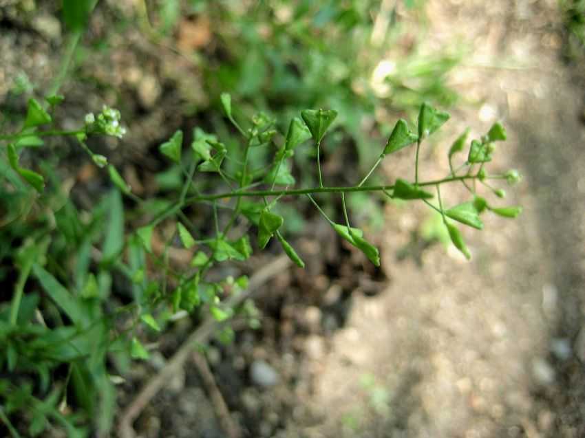 Capsella bursa-pastoris 薺菜