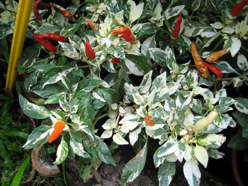 Capsicum Frutescens Variegata 花葉指天椒