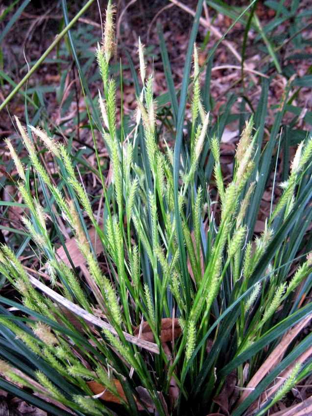 Carex chinensis 中華苔草