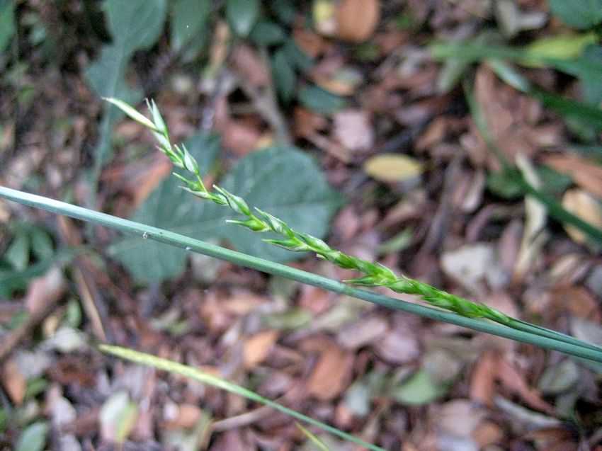 Carex finitima 長柱薹