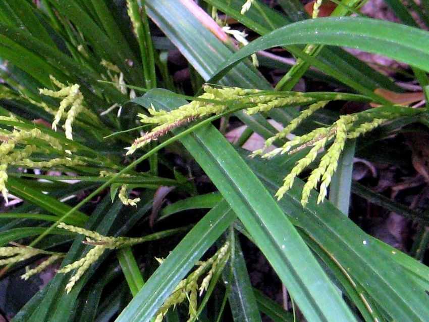Carex gracilispica 細穗宿柱薹