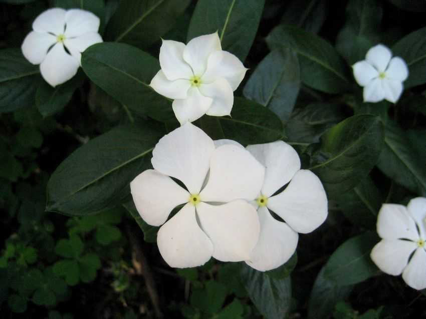 Catharanthus roseus 'Alba' 白花長春花