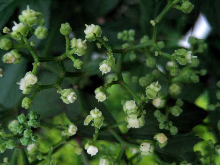 Cayratia japonica 虎葛