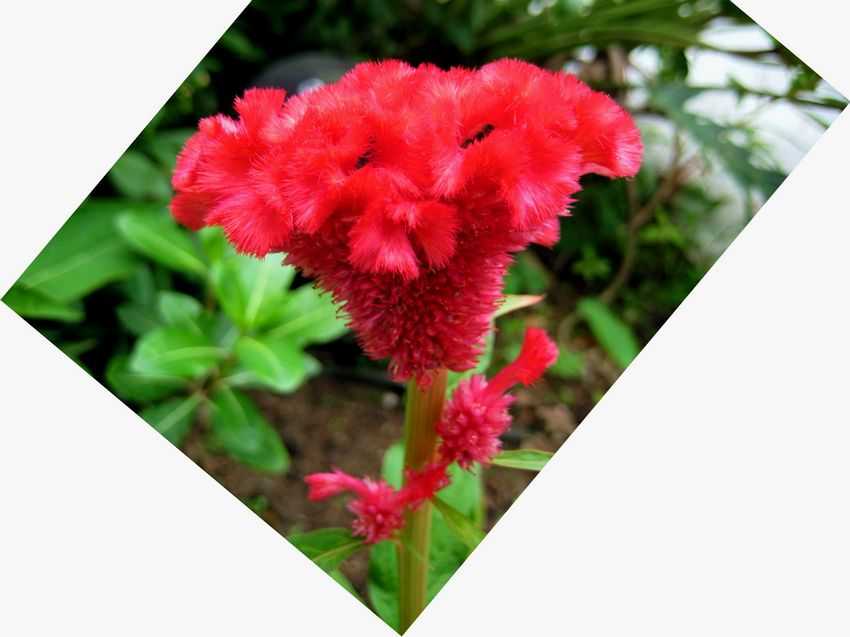 Celosia argentea v cristata 雞冠花