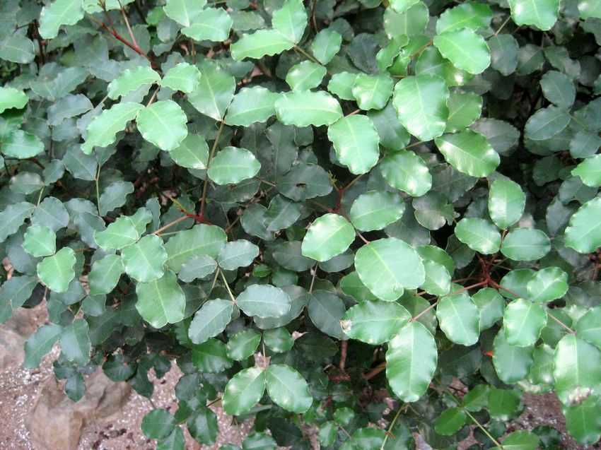 Ceratonia siliqua 長角豆