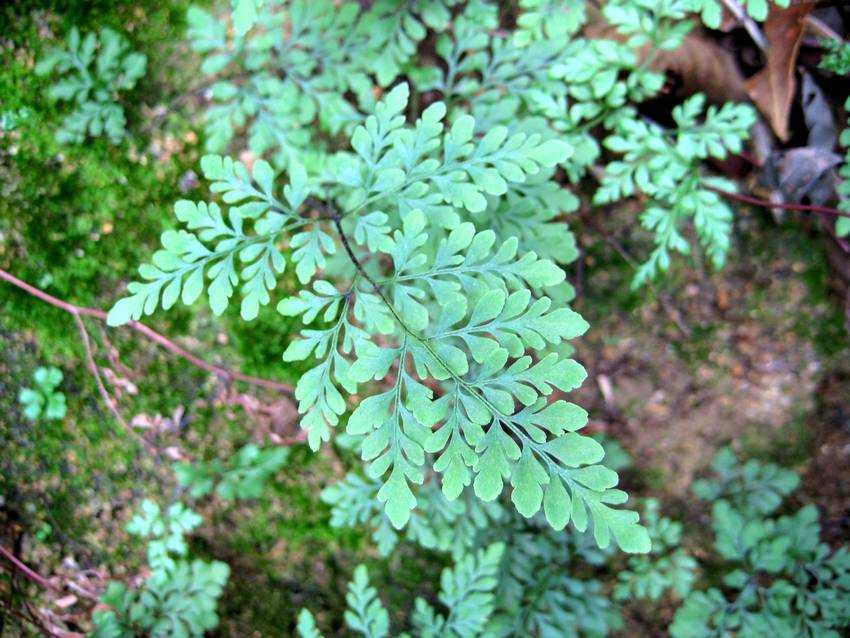 Cheilosoria tenuifolia H̿