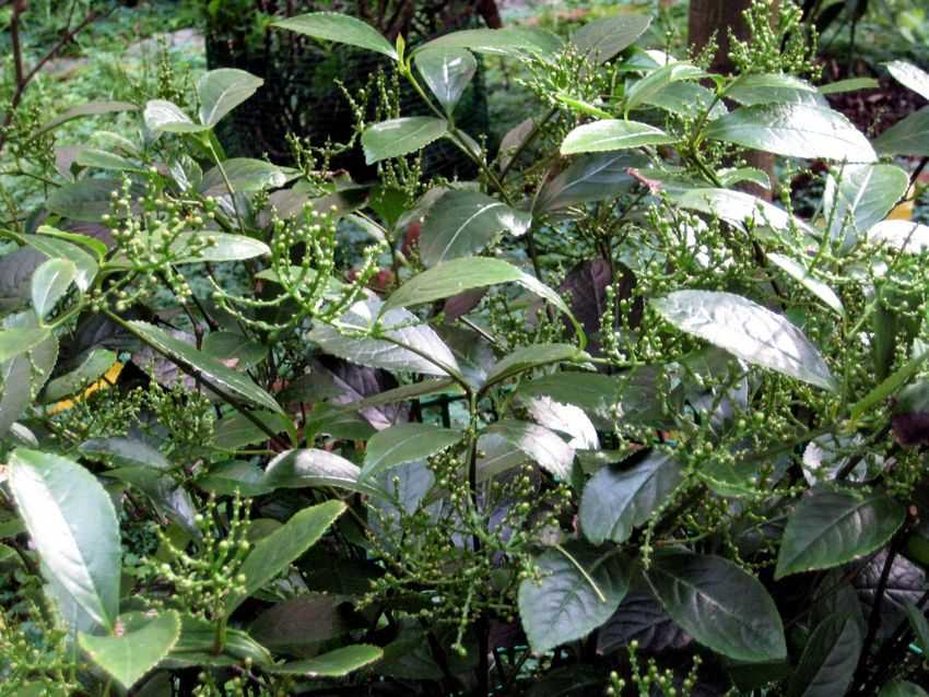 Chloranthus spicatus 金粟蘭